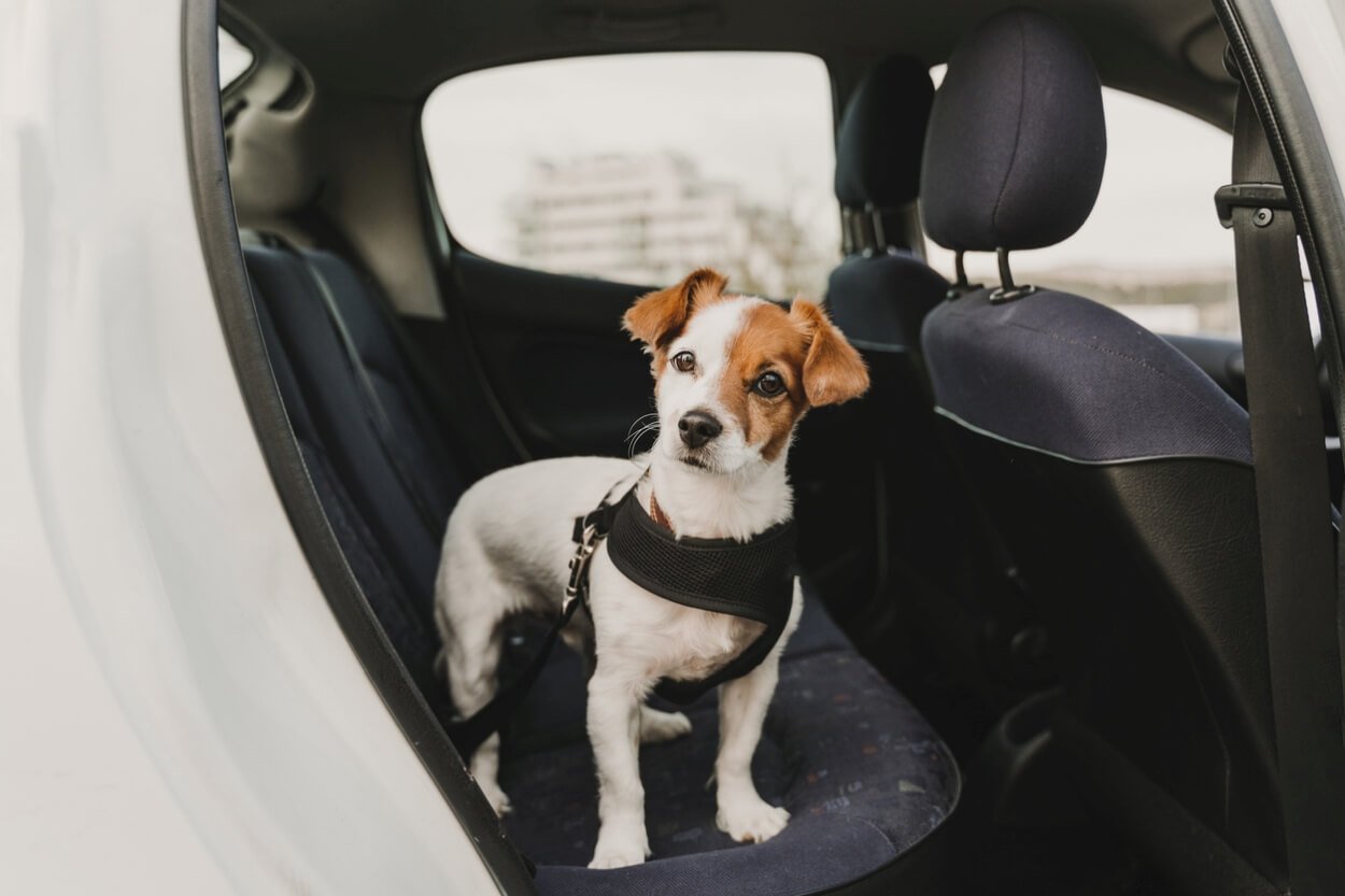 skam hierarki Vær sød at lade være Bedste Hundesele Til Bilen - 7 Sikre Seler Til Hunden I Bilen
