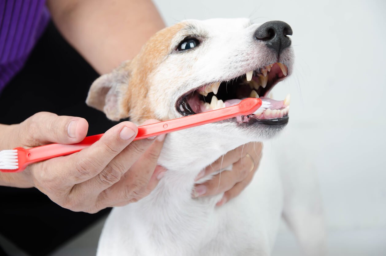 Kurve vagt Teoretisk Bedste Tandpleje Til Hund - 10 Tandbørster & -Pasta Til Hunde