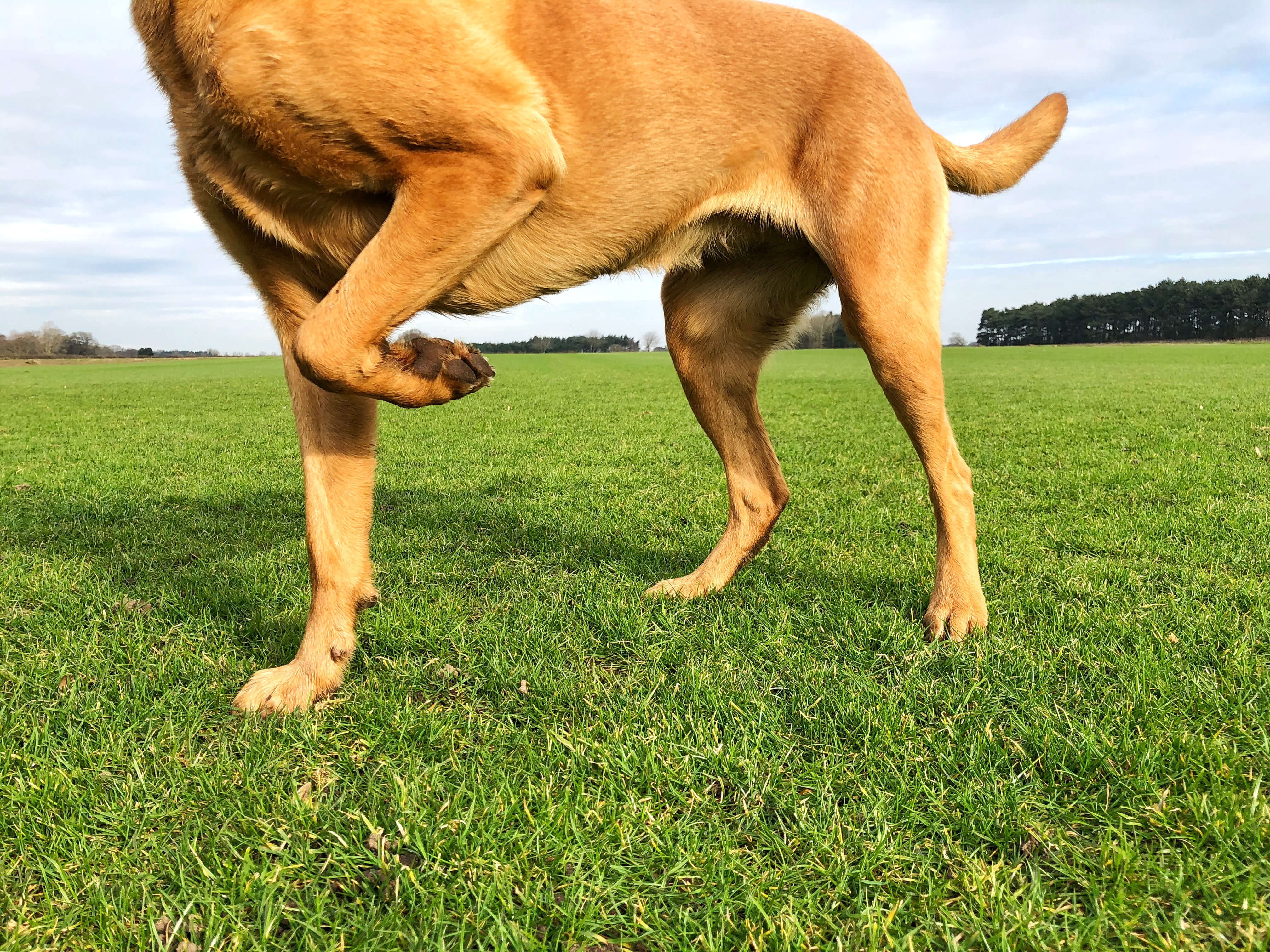 Bedste Glucosamin Til Hund - 8 Til Hunde Med Ledproblemer