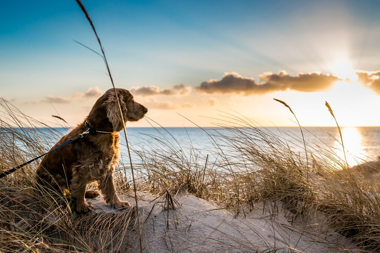 Ved apt Diktere Må Man Tage Sin Hund Med På Stranden? (Regler + Pakkeliste)