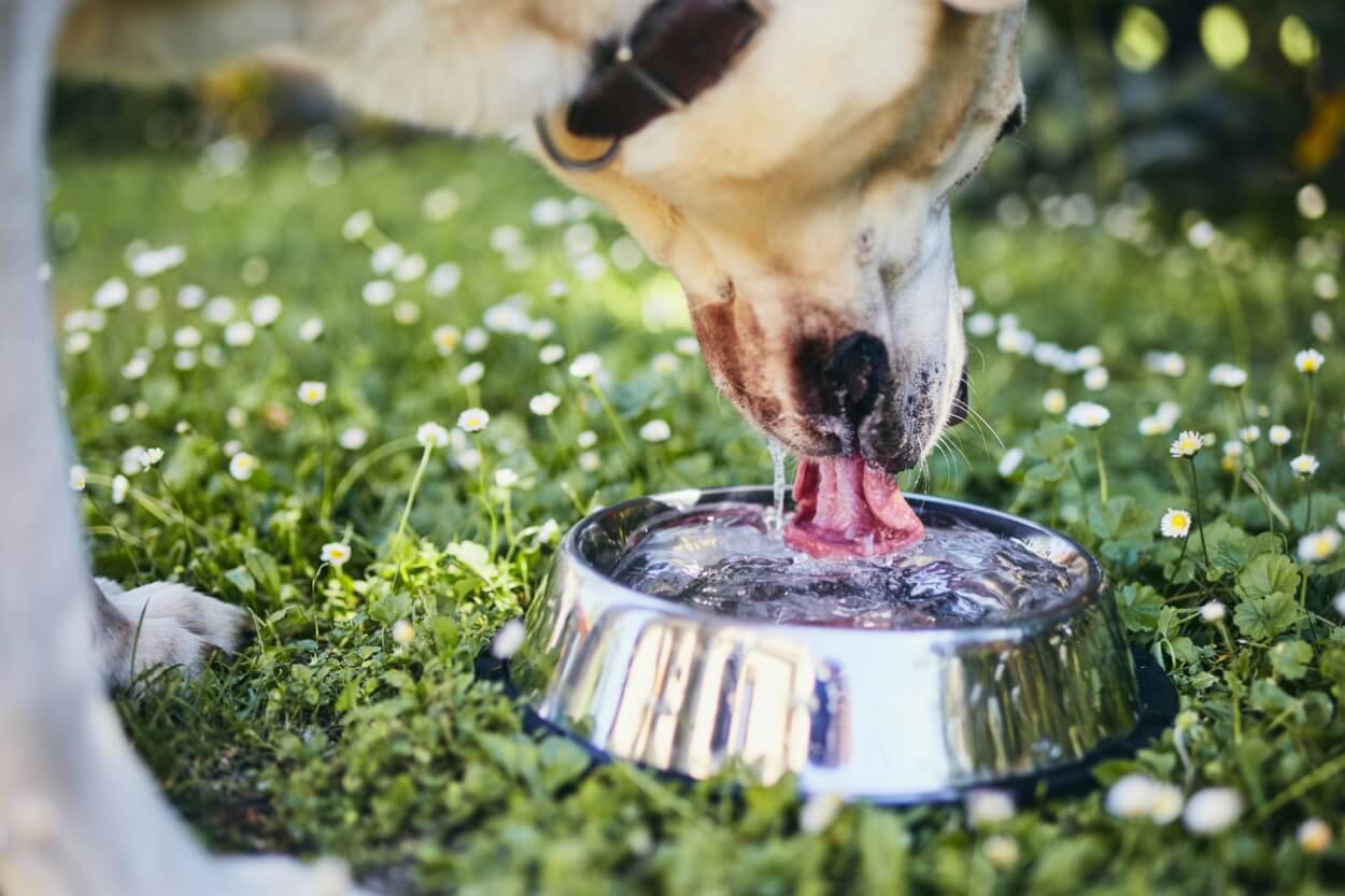 Paradoks Produktiv motor Bedste Hundeskål - 6 Drikke- Og Rejseskåle Til Hunde
