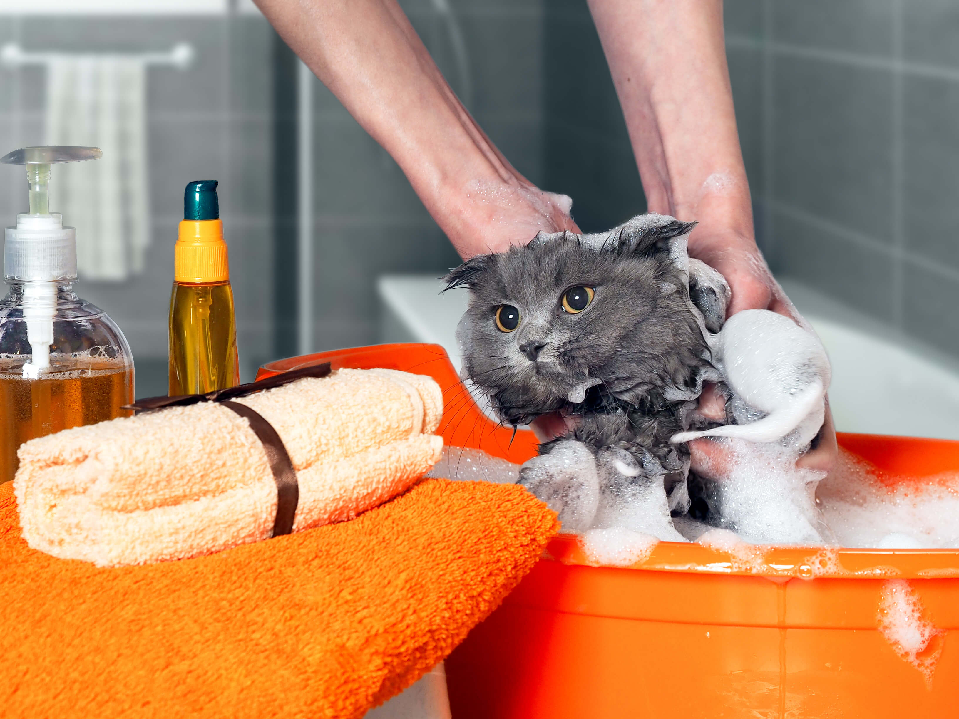 Моем кошку правильно. Мытье кошки. Кота моют. Ванная для мытья кота. Купание кошки.