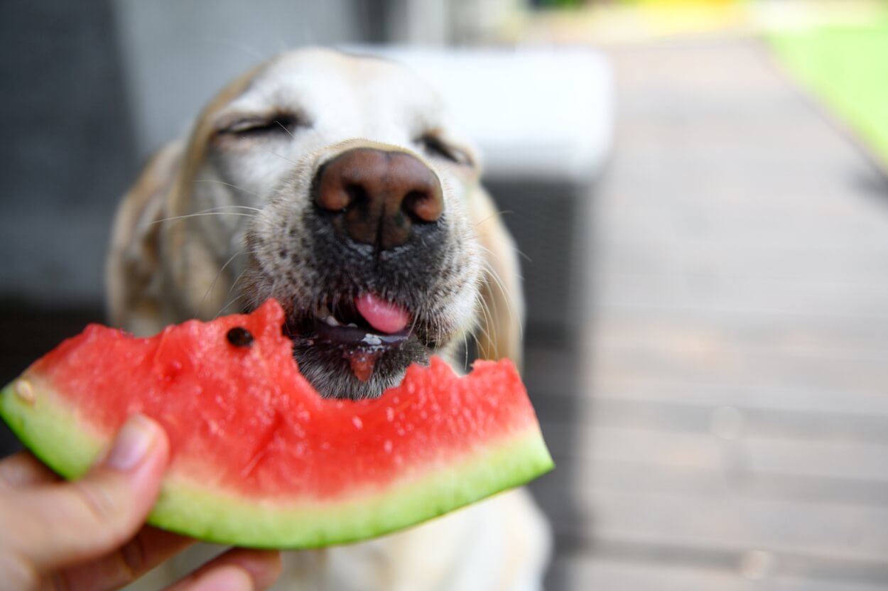 cylinder svulst Ride Må Hunde Spise Vandmelon? (Ja, & Sådan Gør Du Det Lækkert)