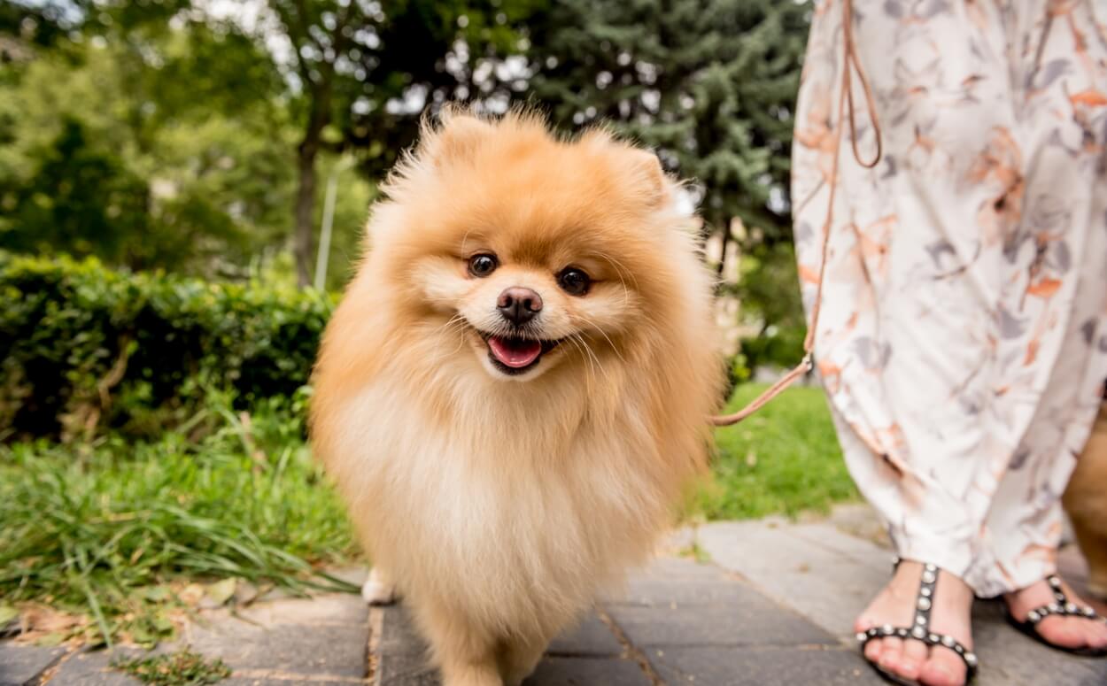 famlende dårligt Thanksgiving Pomeranian - Den Lille Selskabshund Med Stor Personlighed